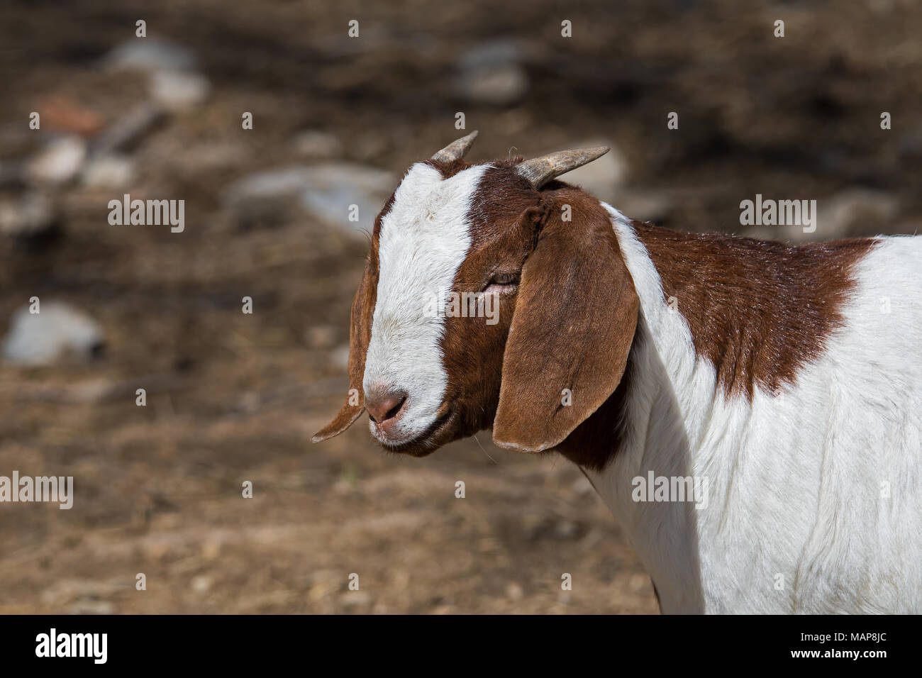 Boer capra in un pascolo. Questa razza di capra che è stato sviluppato in Sud Africa nei primi anni del Novecento per la produzione di carne. Foto Stock