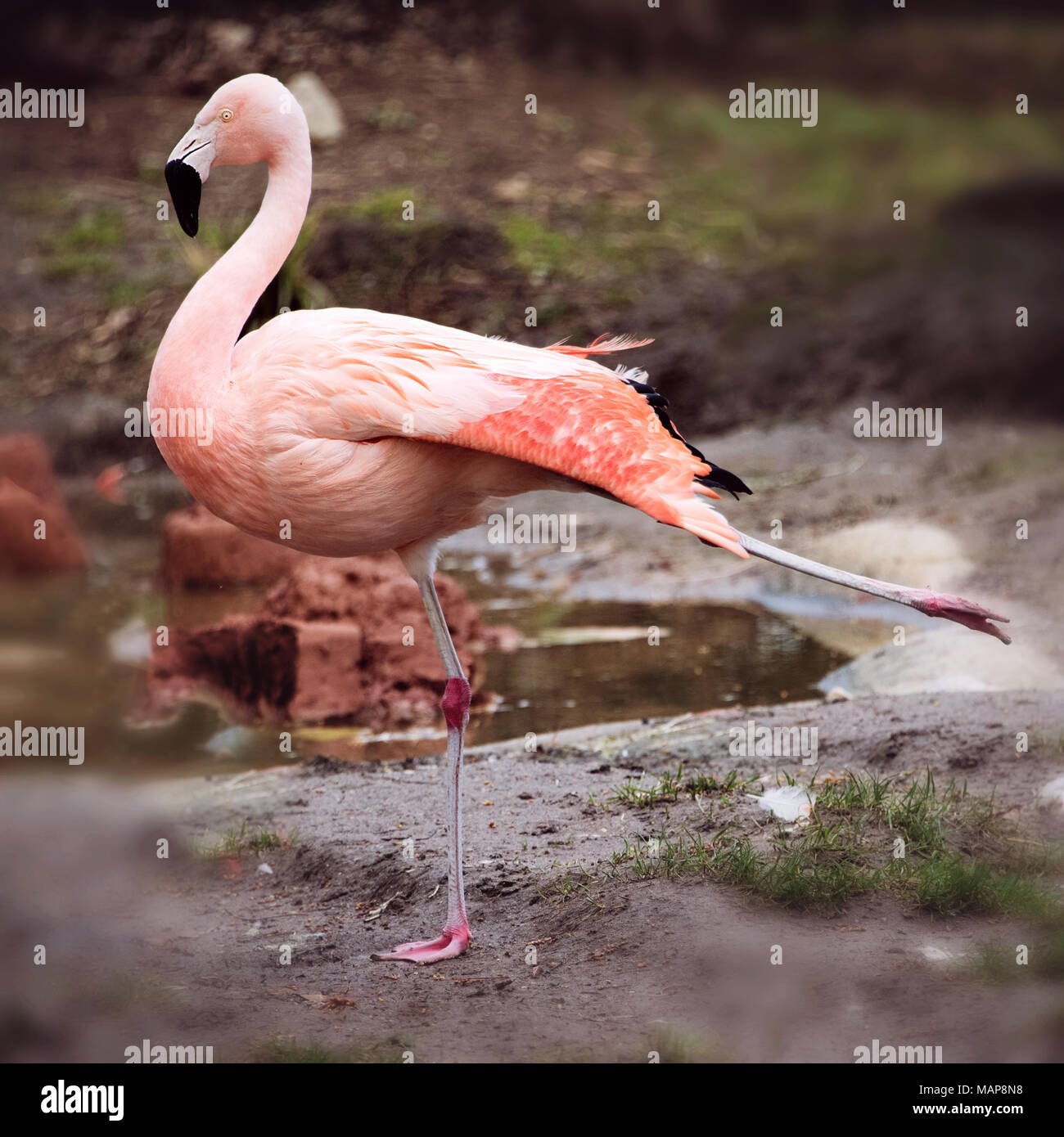 Ritratto di Flamingo in piedi su una gamba Foto Stock