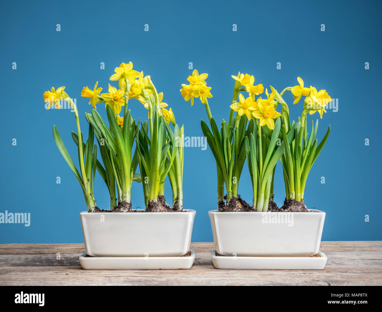 Fresco di colore giallo in vaso narcisi sul tavolo di legno su sfondo blu Foto Stock