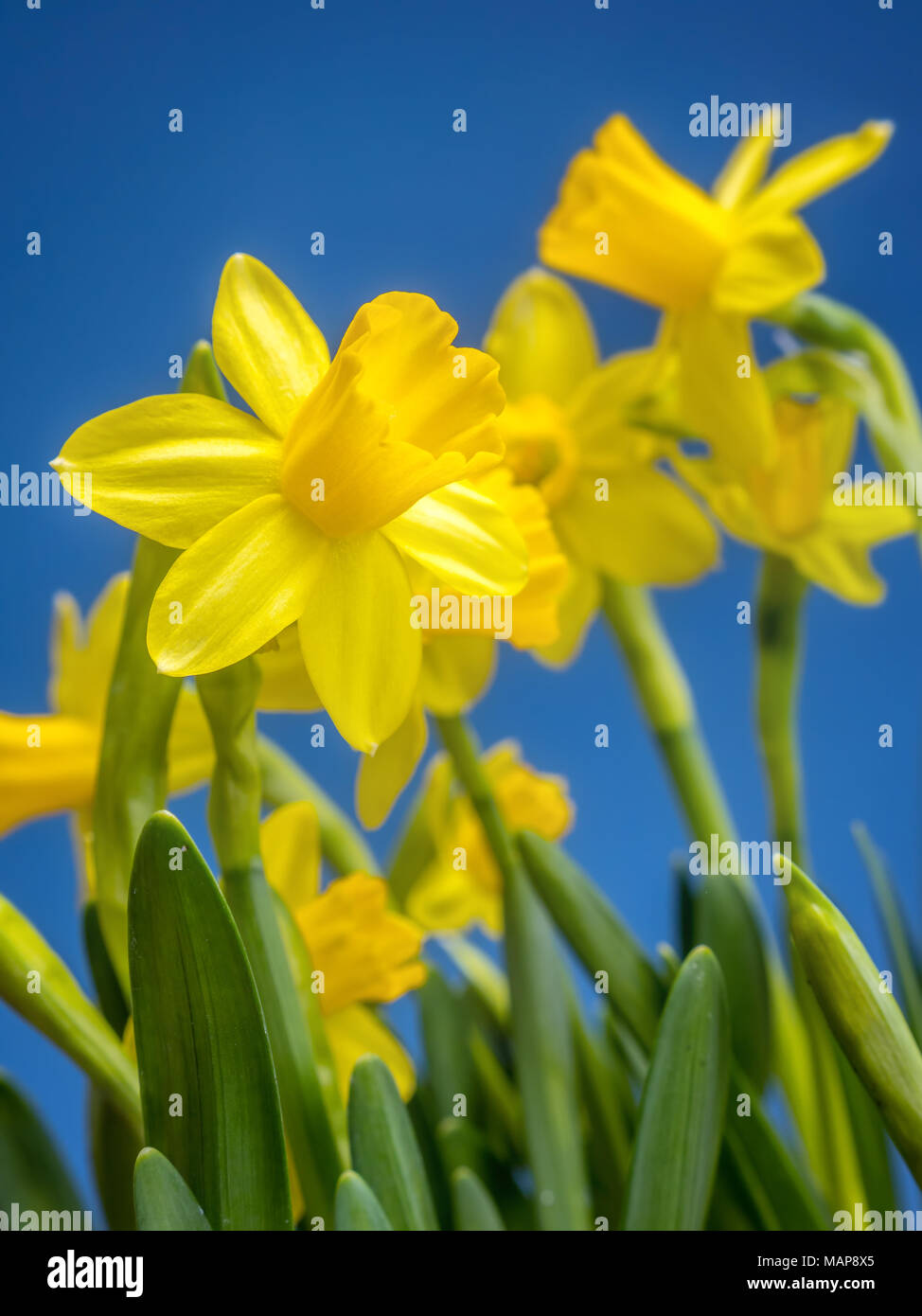 Grappolo di giallo fresco giardino narcisi oltre il cielo blu Foto Stock