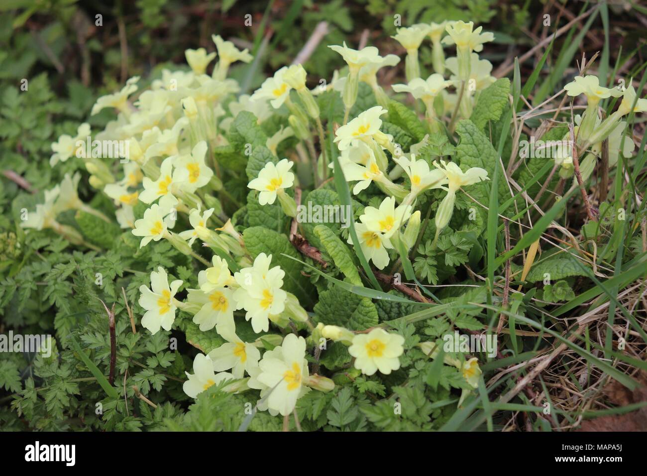 Molti sbocciato Primrose in fiore in un campo di margine il fosso di drenaggio nel Suffolk, Regno Unito Foto Stock
