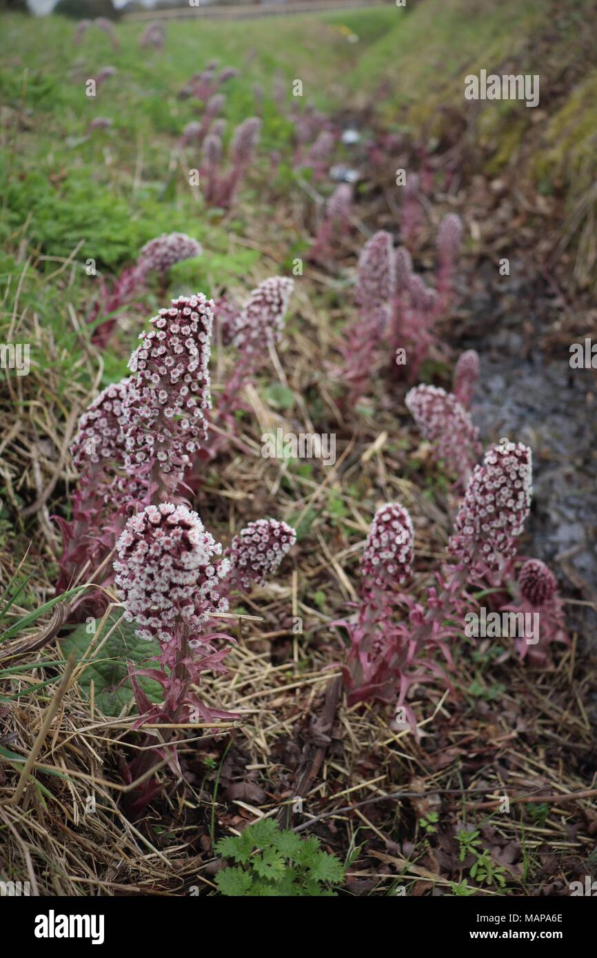 Un display di Butterbur in un campo di margine di canali di drenaggio nel Suffolk, Regno Unito Foto Stock