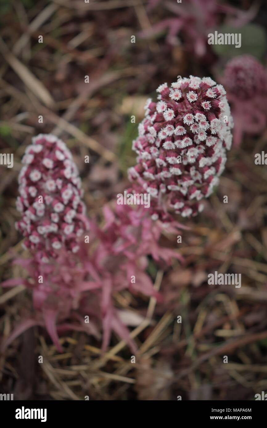 Un display di Butterbur in un campo di margine di canali di drenaggio nel Suffolk, Regno Unito Foto Stock