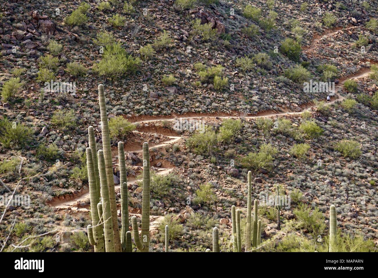 Distante escursionista sui tornanti del sentiero escursionistico nel deserto dell'Arizona Foto Stock