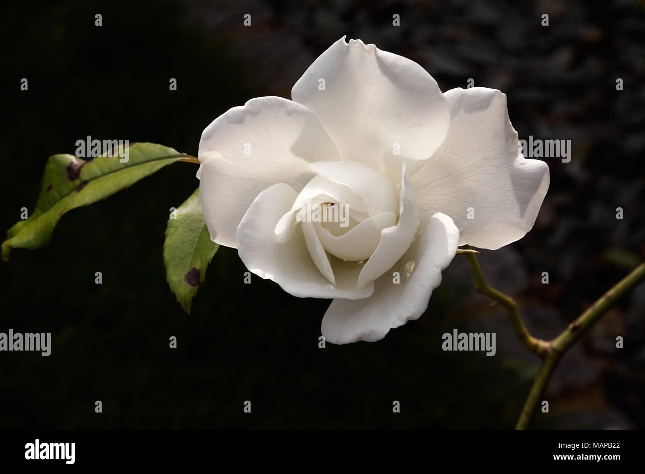 Un bianco retroilluminato rosa su sfondo scuro Foto Stock