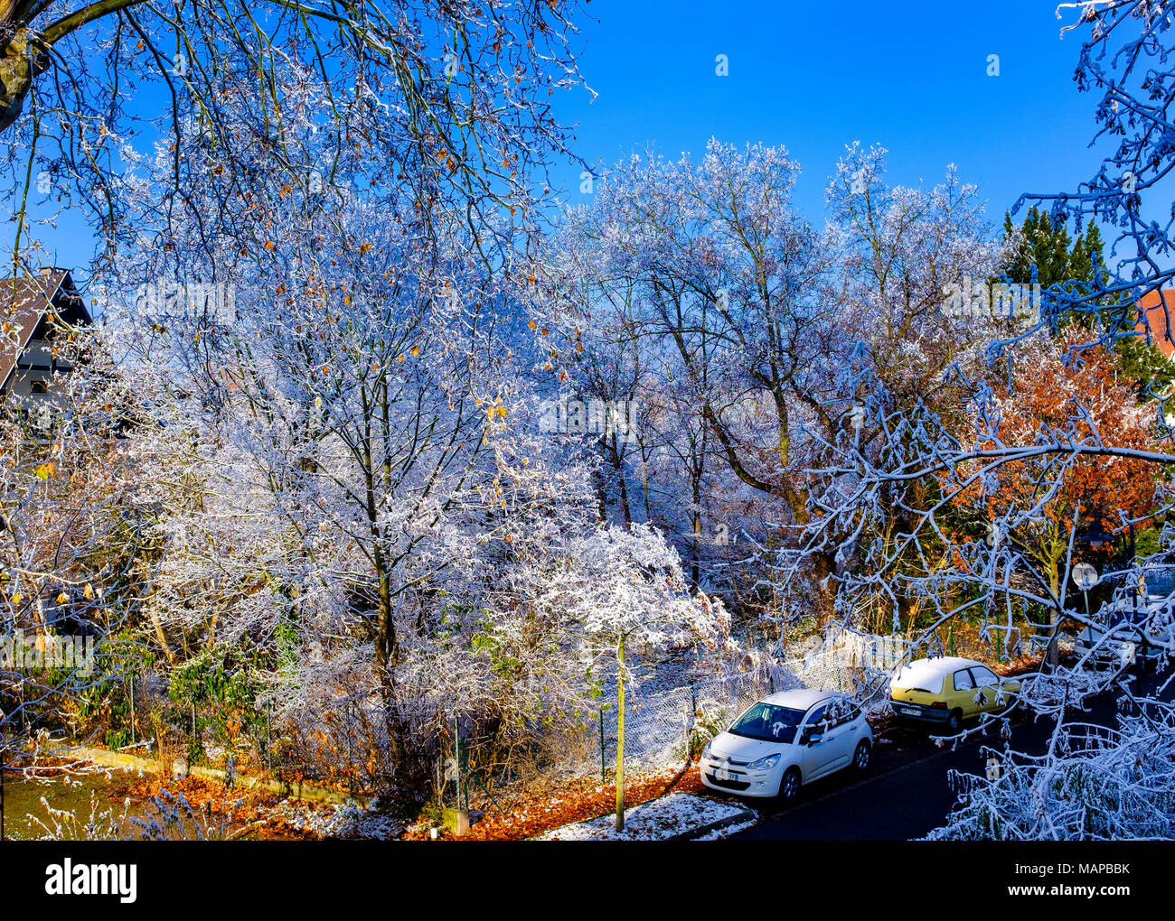 Alberi innevati, automobili parcheggiate, neve, in inverno, Strasburgo, Alsazia, Francia, Europa Foto Stock