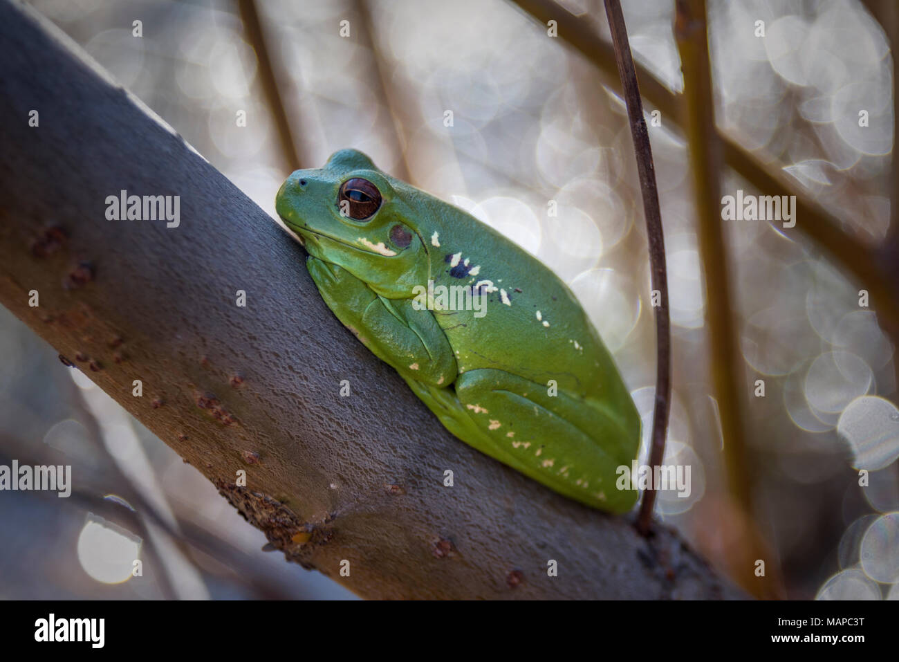 Rana verde appollaiate su un ramo della foresta Foto Stock