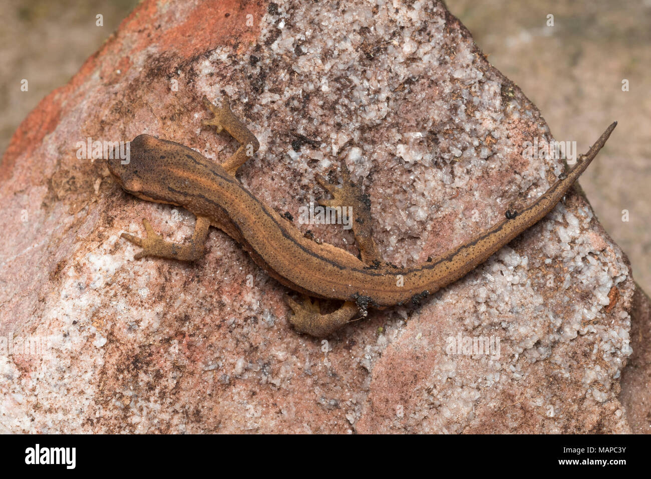 Vista dorsale di liscio Newt (Lissotriton vulgaris) svernamento trovati su una roccia. Tipperary, Irlanda Foto Stock