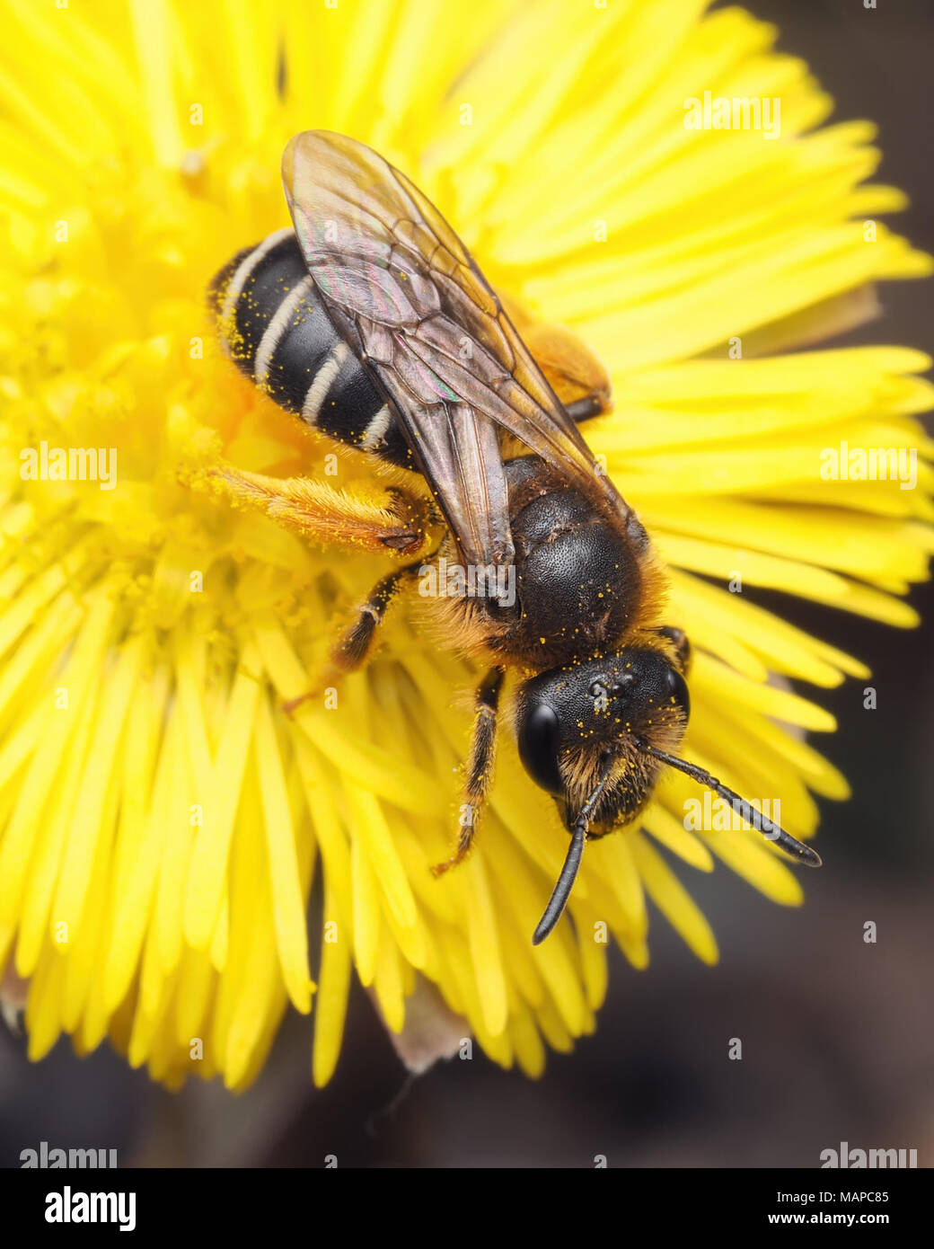 Il sudore Bee (Halictus rubicundus) alimentazione sul Coltsfoot fiore. Tipperary, Irlanda Foto Stock
