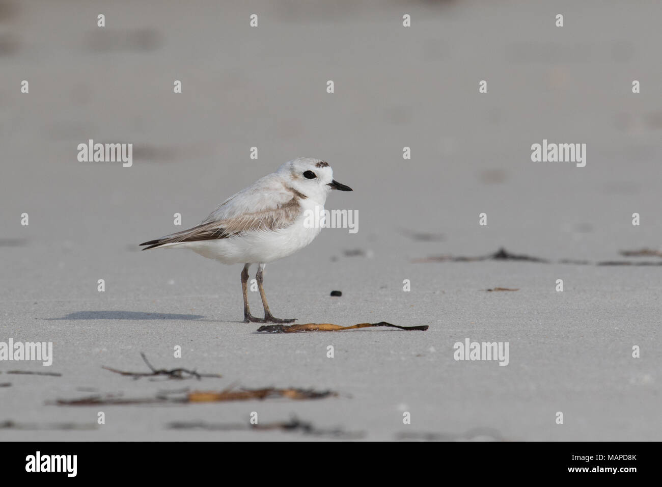 Un snowy plover in piedi su una spiaggia. Foto Stock