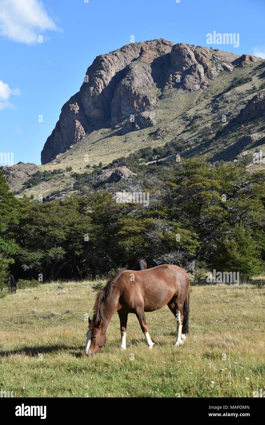Marrone a cavallo al pascolo su un luminoso giorno di estate in Patagonia Argentina Foto Stock