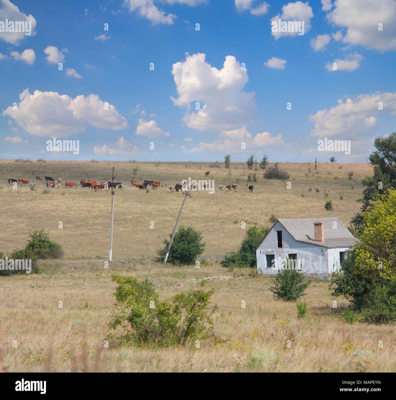 Paesaggio di steppa, casa abbandonata, una mandria di mucche contro il cielo blu con nuvole Foto Stock