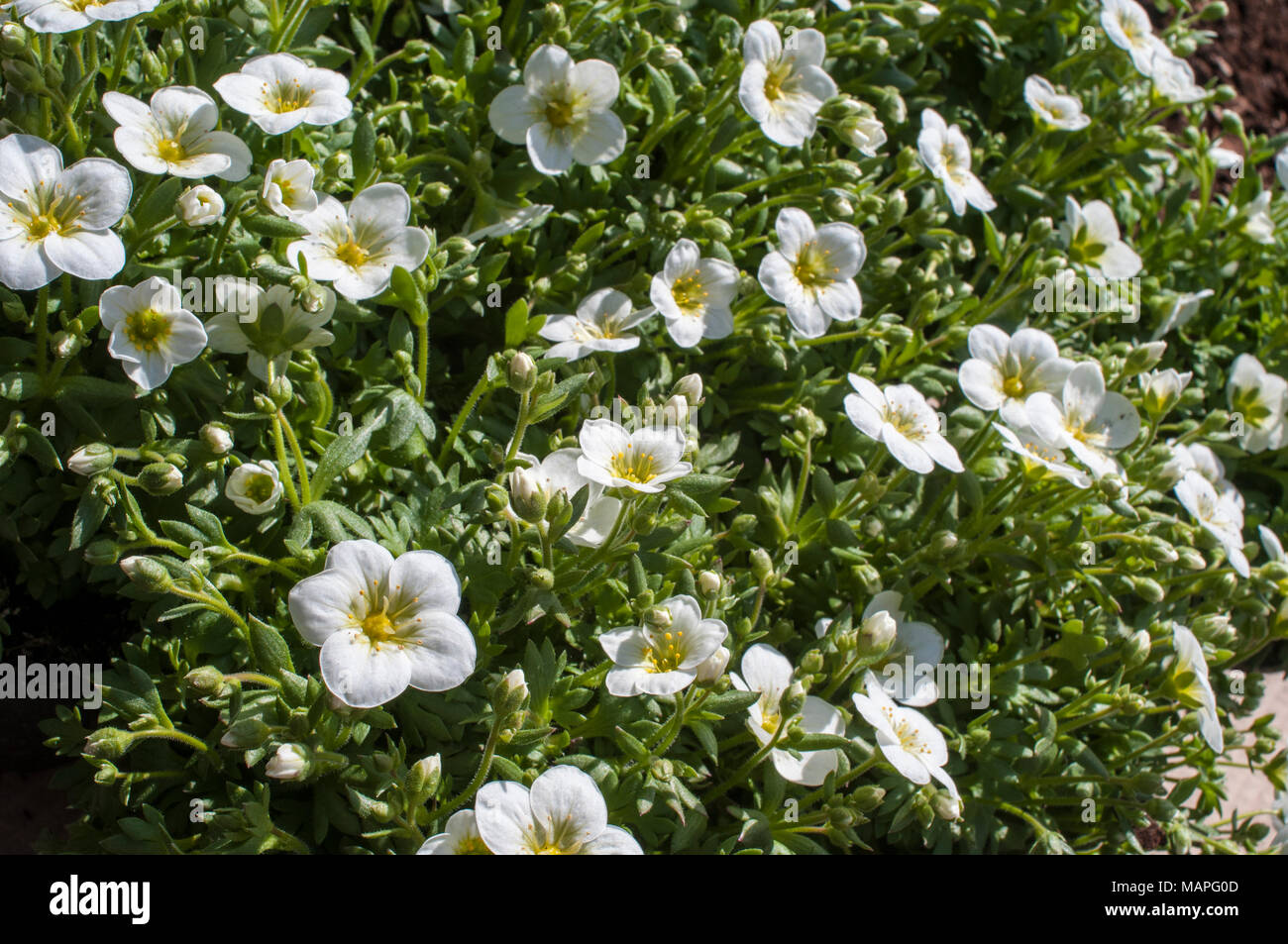 La formazione di grumi Saxifraga 'Peter Pan' bianco proveniente in fiore in primavera. Foto Stock