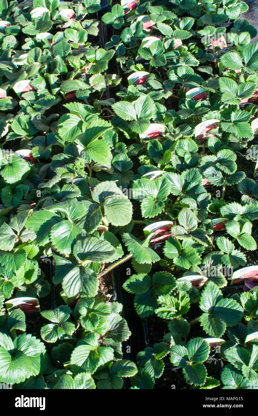 Piante di fragola in 9cm pentole pronti per la vendita in vivaio. Foto Stock