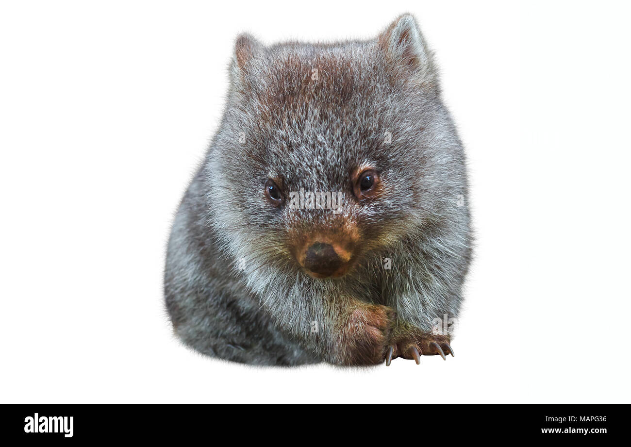 Dolce e gara poco australian wombat in posizione marsupiale. Isolato su sfondo bianco. Il Wombat è un tipo crepuscolare e notturna marsupiale. Foto Stock