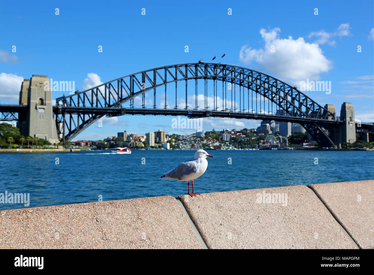 Seagull di Sydney e il Sydney Harbour Bridge, la Sydney, Nuovo Galles del Sud, Australia Foto Stock