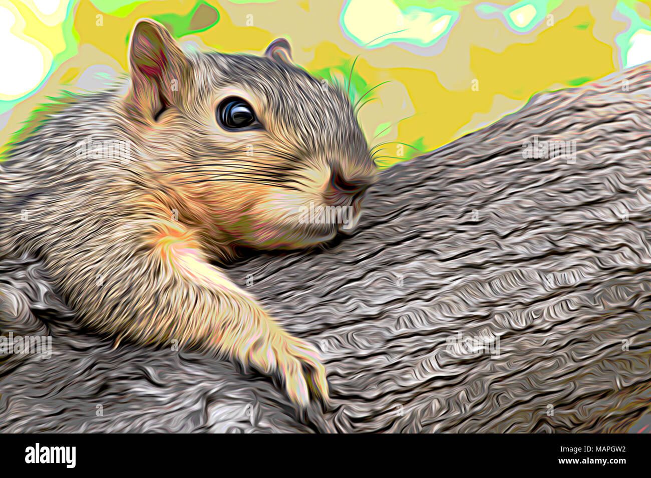 Eastern Fox Squirrel, Fox Squirrel, Bryant's Fox Squirrel - Sciurus niger Foto Stock