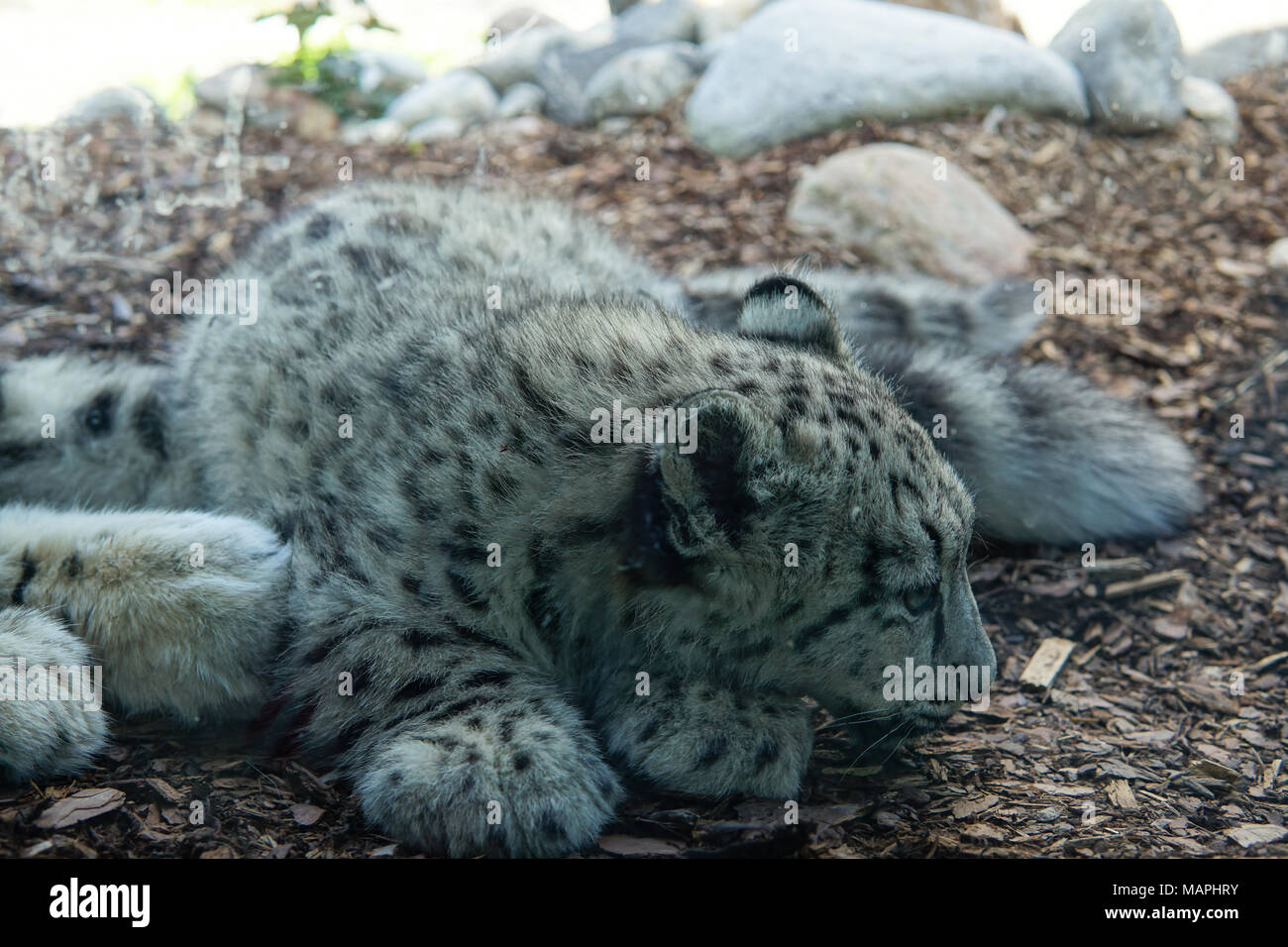 Snow Leopard Cub Foto Stock