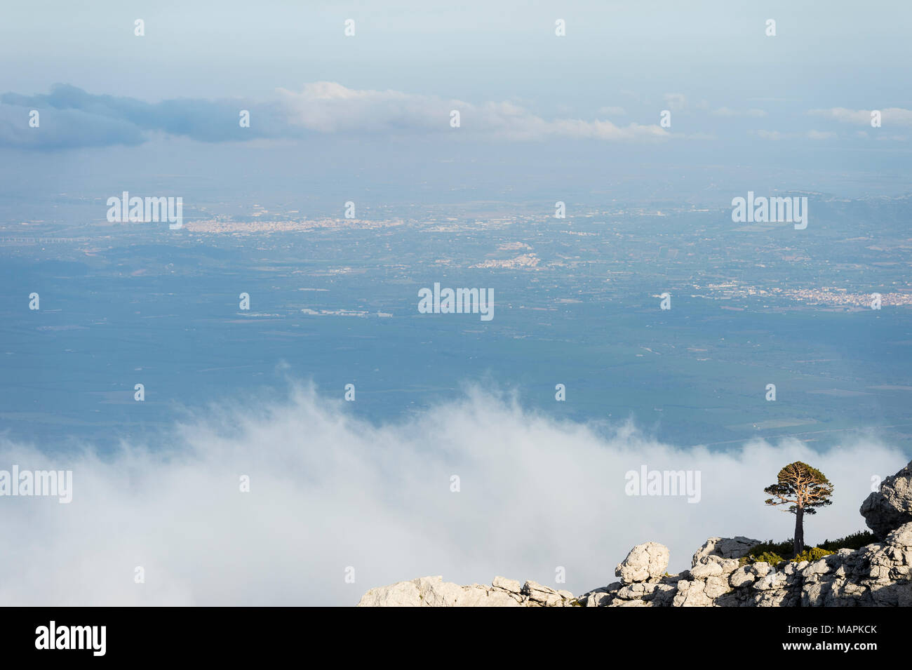 Albero solitario su una cima rocciosa con paesaggio aperto di Tortosa e Beseit in background in i Puertos de Beceite, Spagna Foto Stock