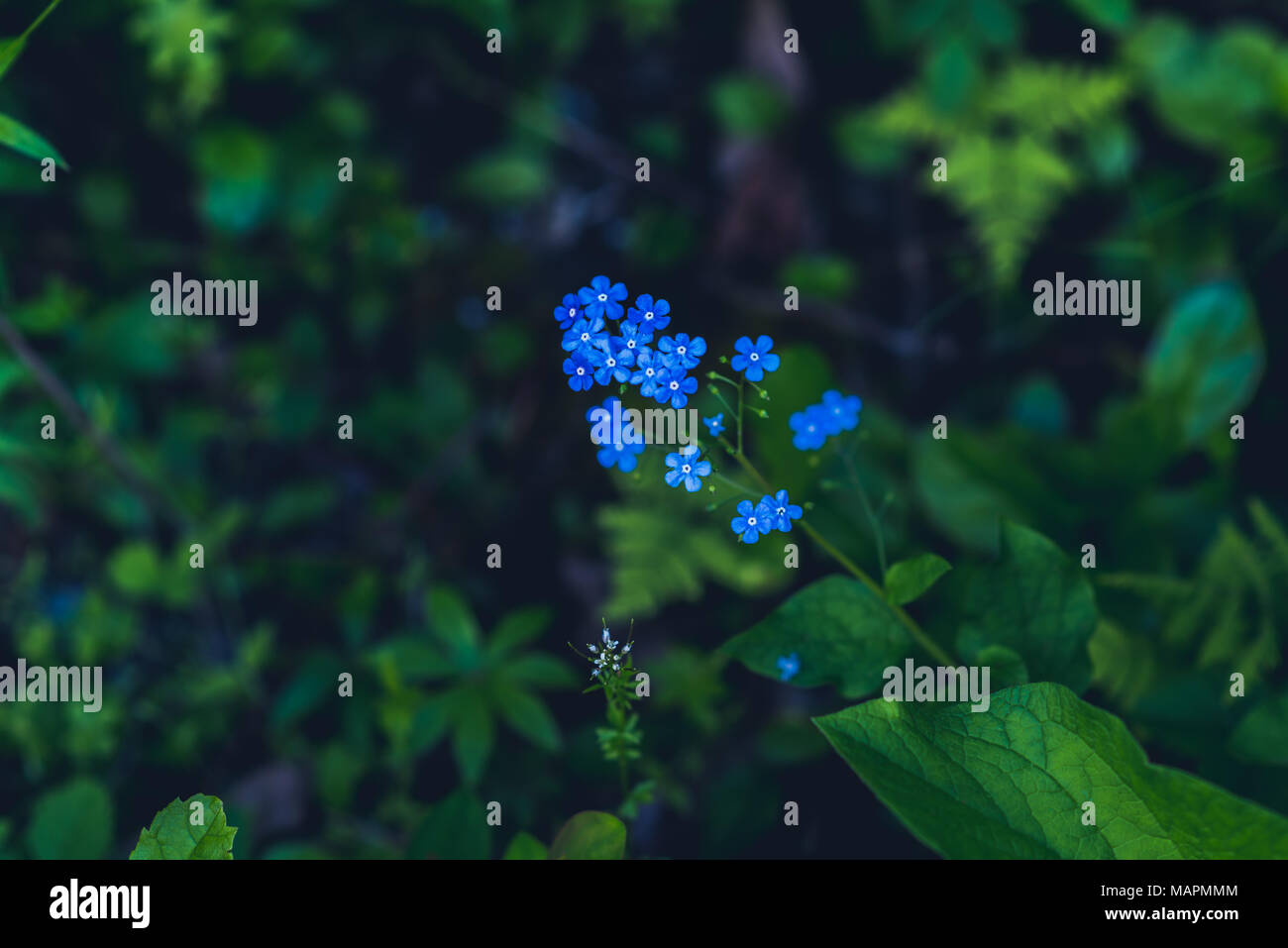 Millefiori blu nel buio della foresta. Vintage closeup di pretty dimenticare-me-non fiori. Messa a fuoco selettiva Foto Stock