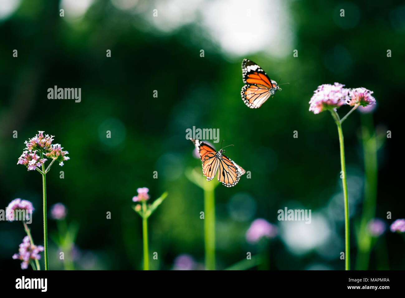 Due farfalle volare tra fiori viola (verbena) all'esterno. Estate Natura scena con fiori selvaggi. Messa a fuoco selettiva, close-up, bokeh di fondo. Foto Stock