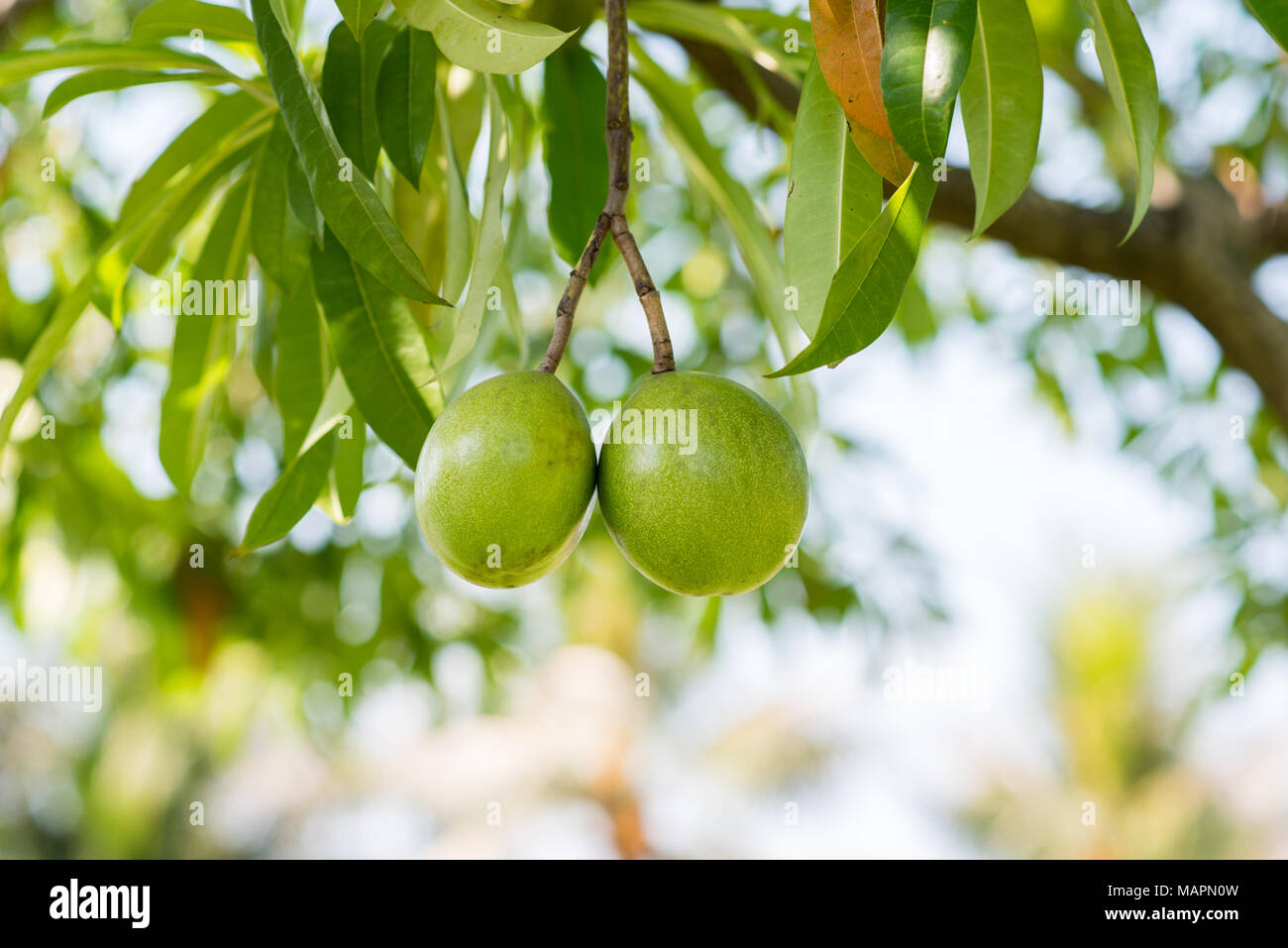 Struttura di suicidio o pong pong (Cerbera odollam) frutti che contengono il veleno cerberin. Close up Foto Stock