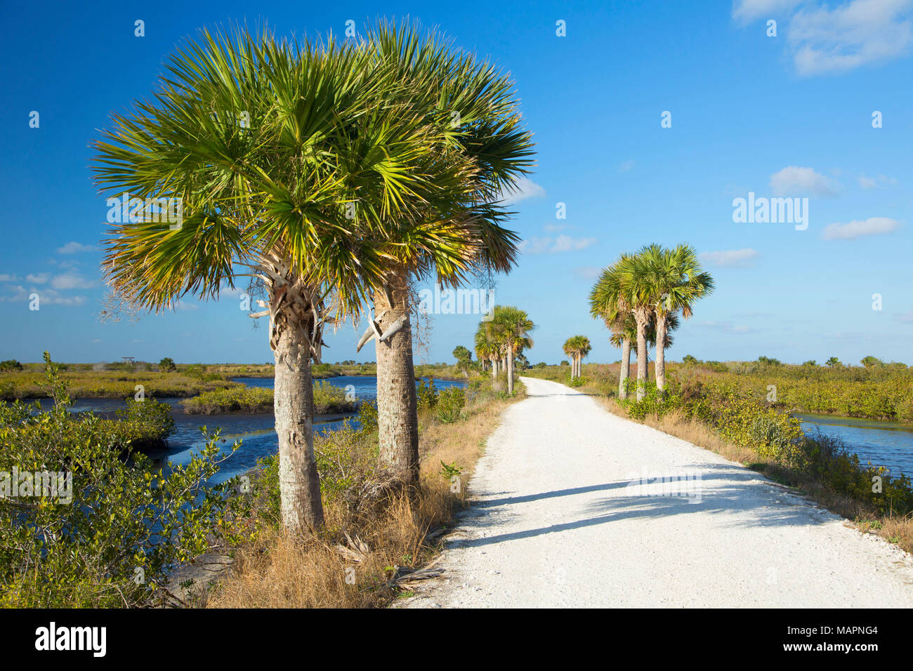 Il punto nero Wildlife Drive, Merritt Island National Wildlife Refuge, Florida Foto Stock