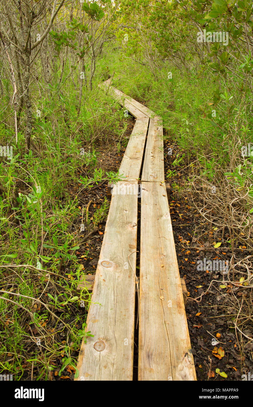 Passeggiata attraverso la foresta di mangrovie, Pine Island Area di Conservazione, Florida Foto Stock