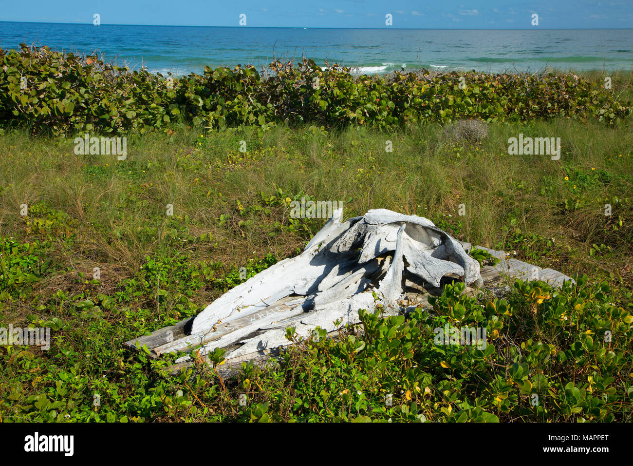 Cranio di balena, isola barriera Santuario, Florida Foto Stock