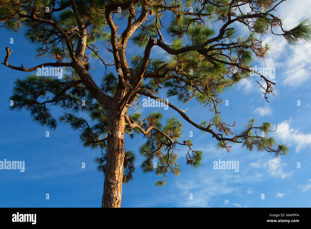 Pino foresta scrub, Helen e Allan Cruickshank Santuario, Florida Foto Stock