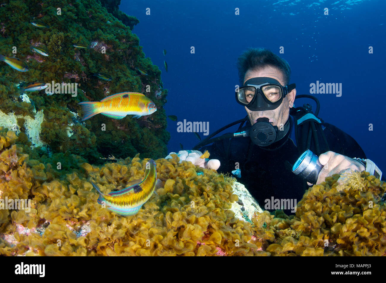 Scuba Diver guardando un gruppo di ornate wrasse (Thalassoma pavo) nel Mar de las Calmas riserva marina (El Hierro, Isole Canarie, Spagna) Foto Stock