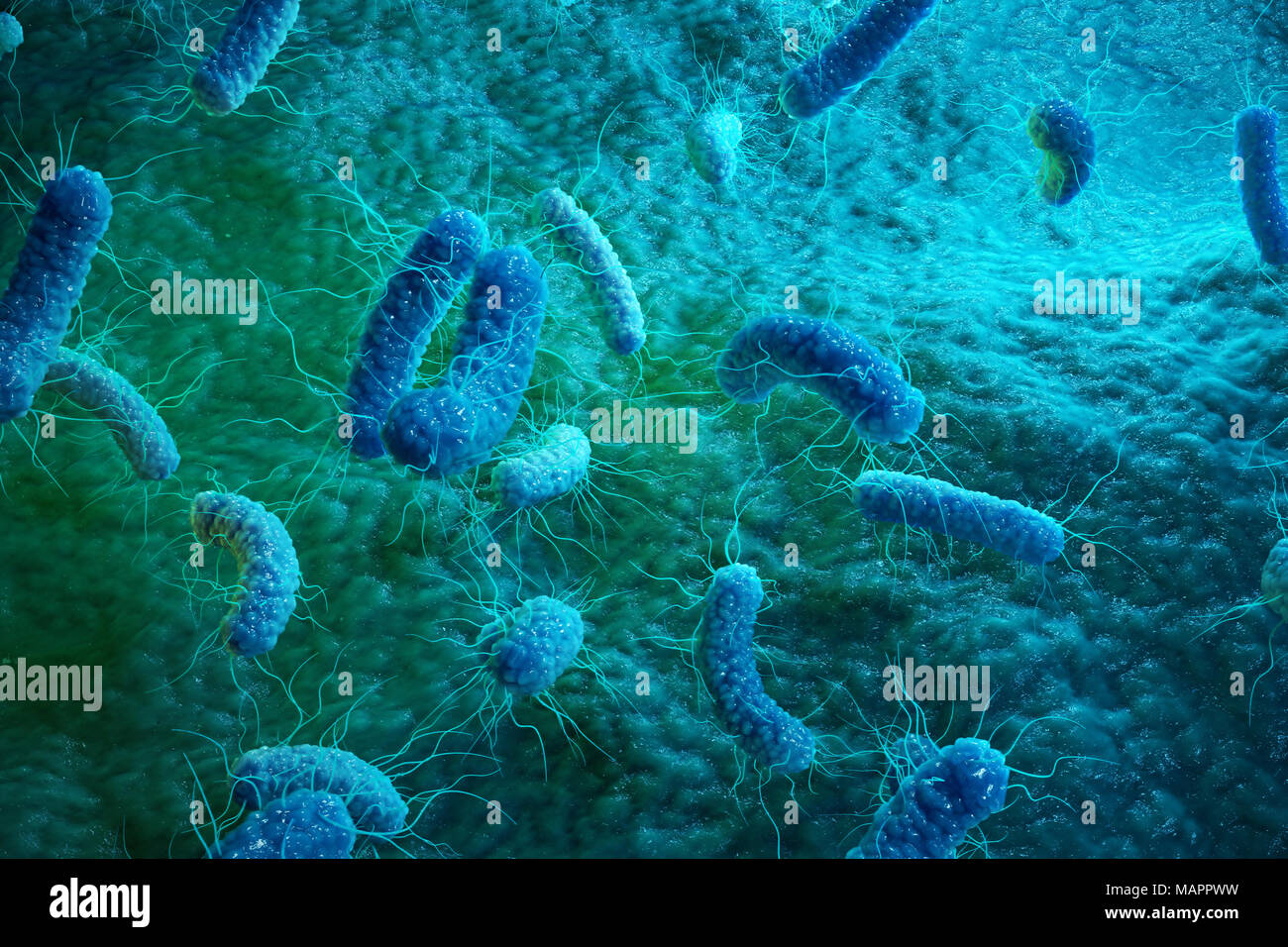Enterobacterias grammo negativas Proteobacteria, batteri come Salmonella, Escherichia coli, Yersinia pestis, Klebsiella. 3D illustrazione Foto Stock