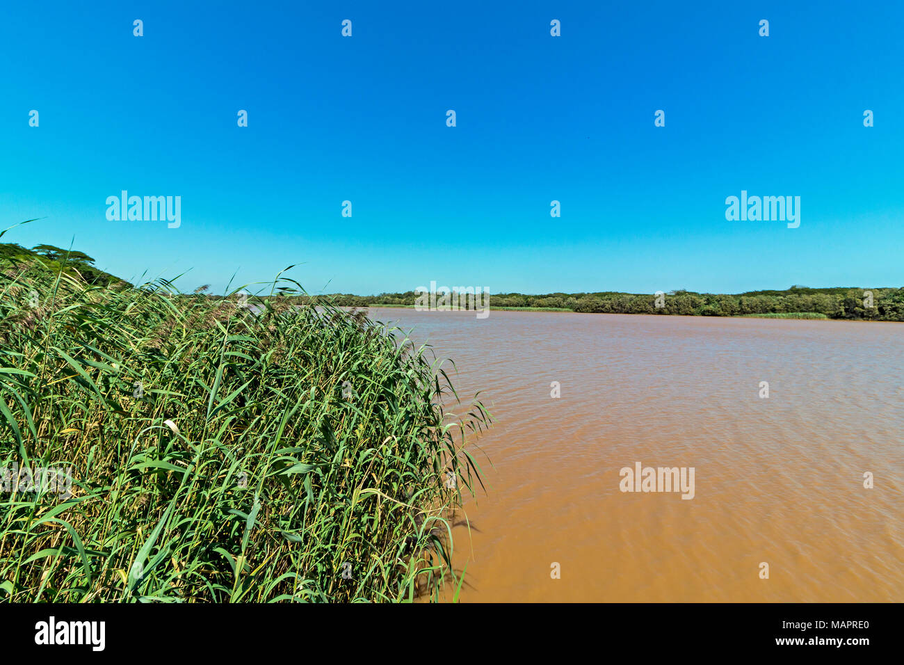 Increspata brown acqua fangosa, vegetazione verde e blu cielo paesaggio di St Lucia Estuary in iSimangaliso Wetland Park di Zululand, Sud Africa Foto Stock