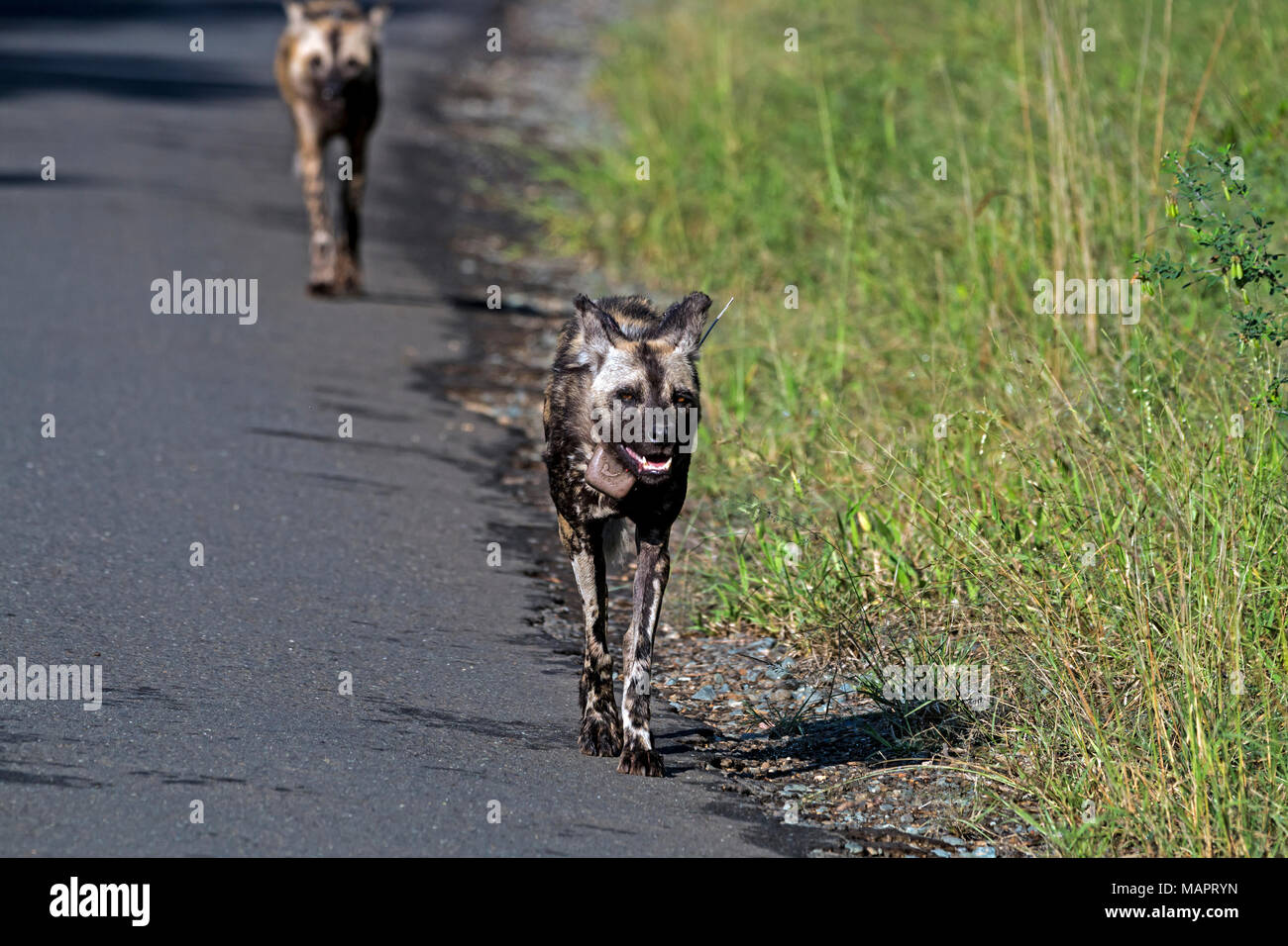 Due rare minacciate verniciato africana cane selvatico che indossa il dispositivo di inseguimento a piedi su strada asfaltata a Hhuhluwe-Imfolozi Wildlife Park in Zululand KwaZulu Na Foto Stock