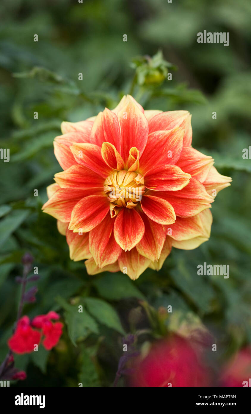 Dahlia 'Caballero' nel giardino. Rosso e giallo di tipo ninfea. Foto Stock