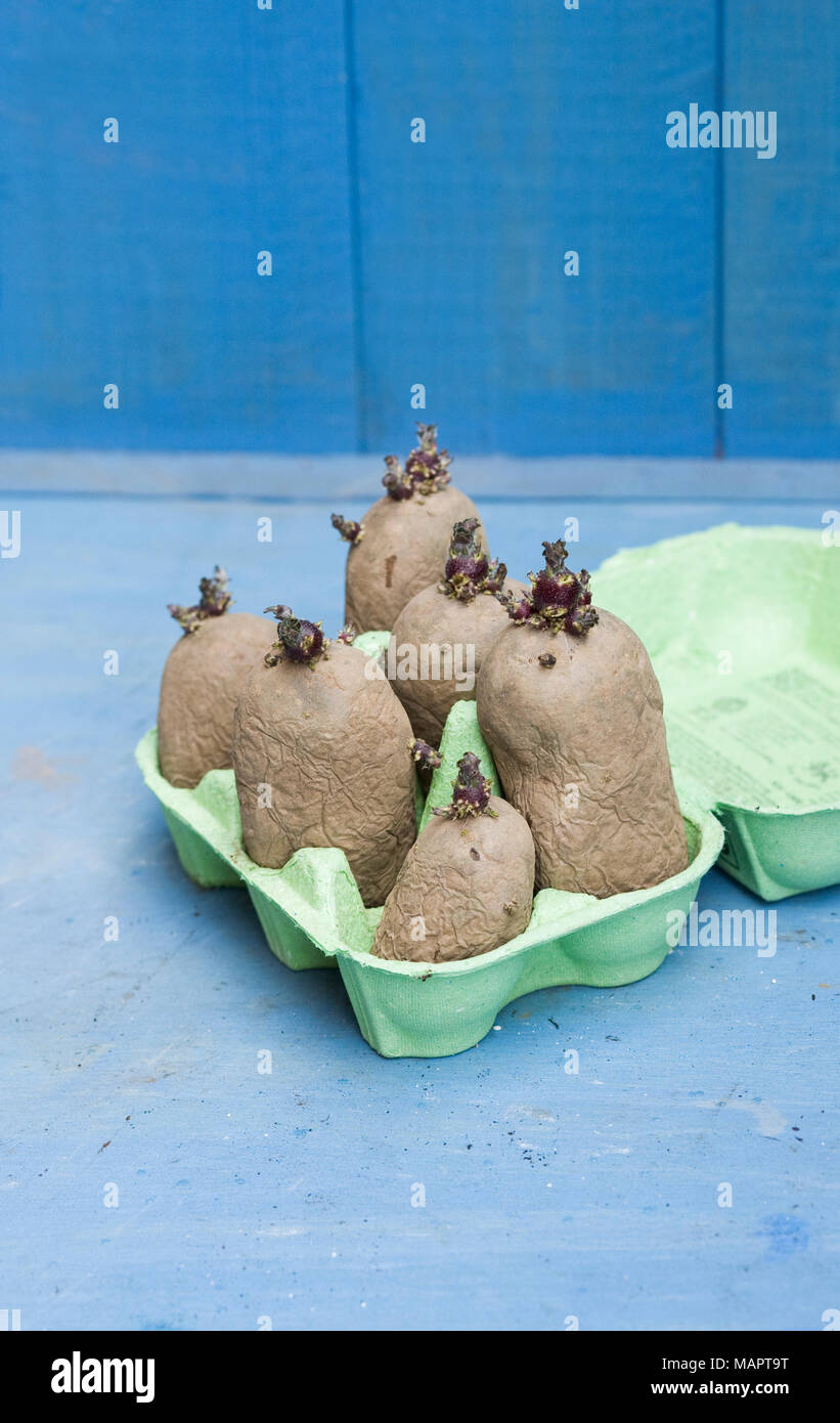 Solanum tuberosum 'Rosa zingaro'. I tuberi di patata, pronto per l'impianto. Foto Stock