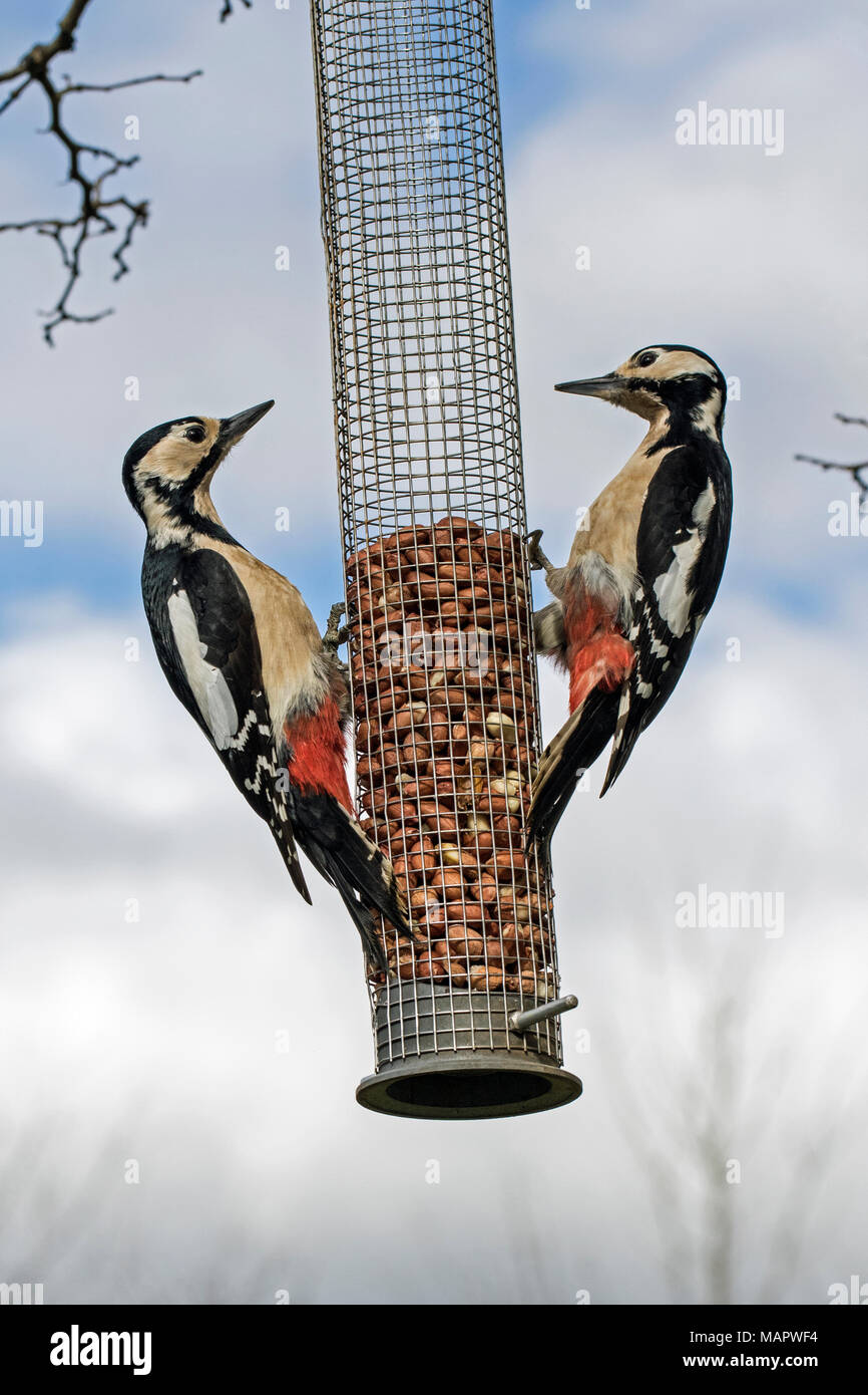 Due femmina Picchio rosso maggiore (Dendrocopos major) confrontano tra loro su un bird feeder, Cambridgeshire, Inghilterra Foto Stock