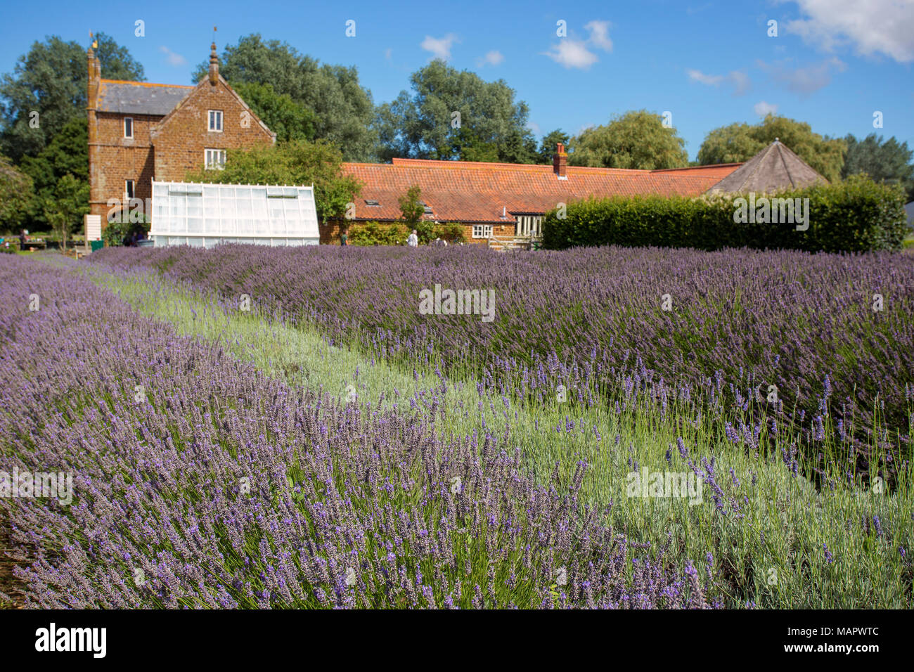 NORFOLK LAVANDA, Heacham, Regno Unito - 10 agosto 2017: una vista di una parte di Norfolk della lavanda locali e Visitor Centre in Inghilterra orientale. Foto Stock