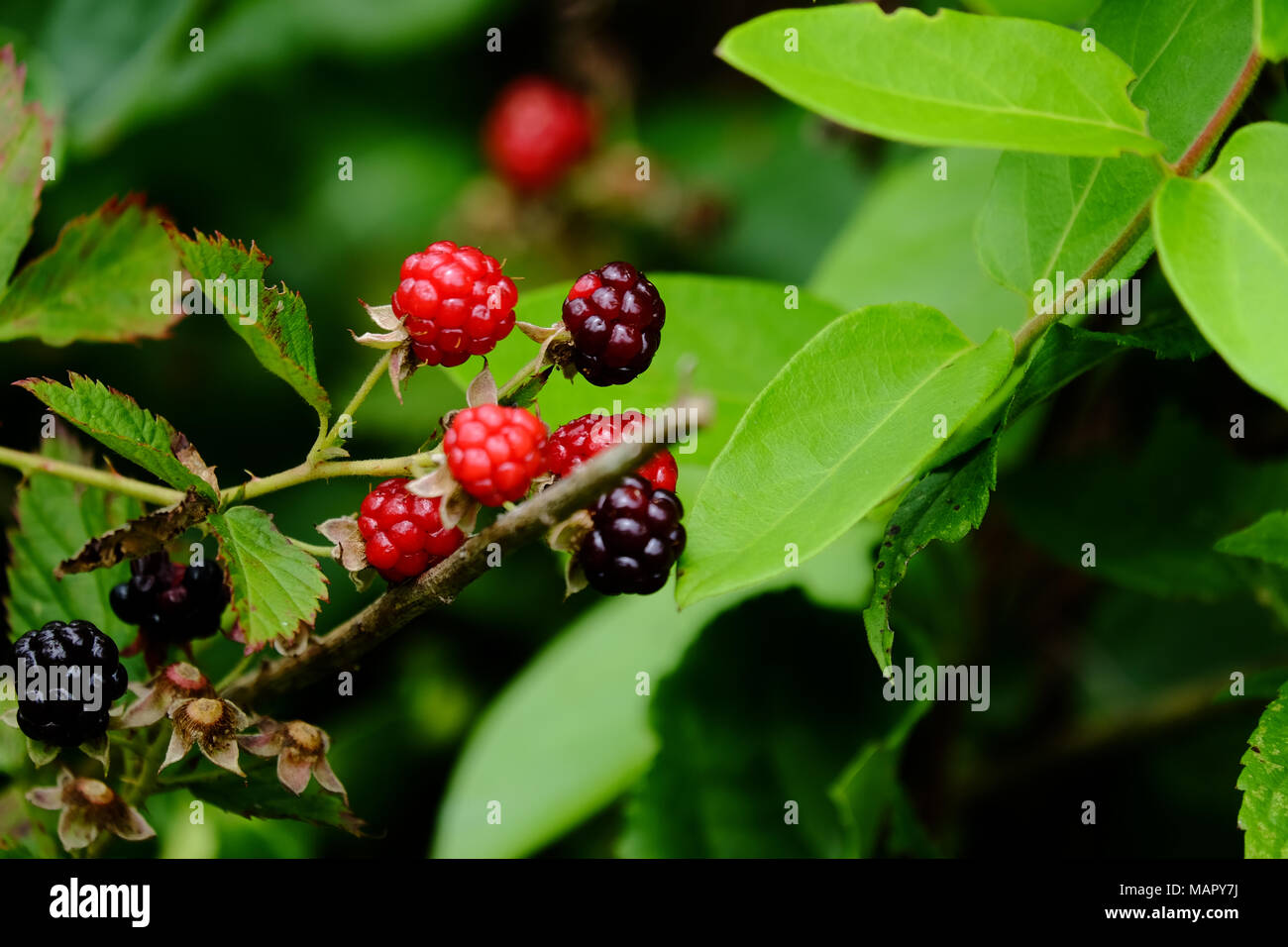 Frutti di bosco in un prato Foto Stock