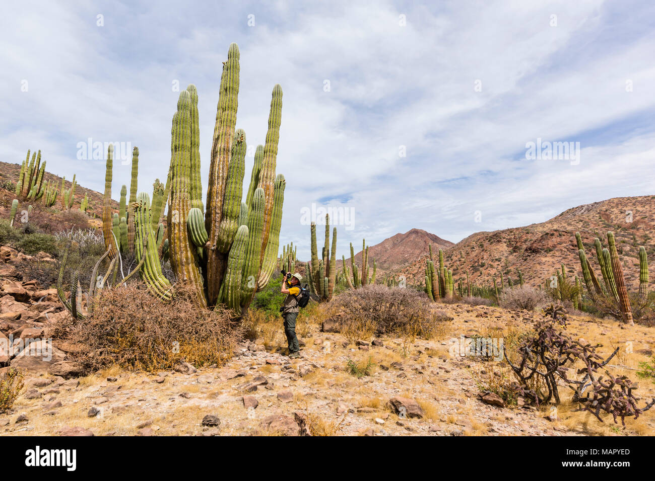 Fotografo Messicano con cardon (Pachycereus Pringlei), Isla San Esteban, Baja California, Messico, America del Nord Foto Stock