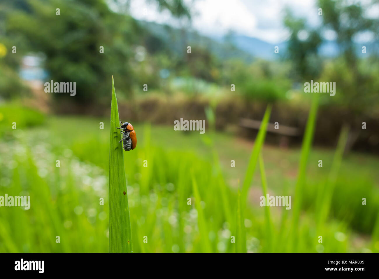La natura di bug e insetti in natura life Foto Stock