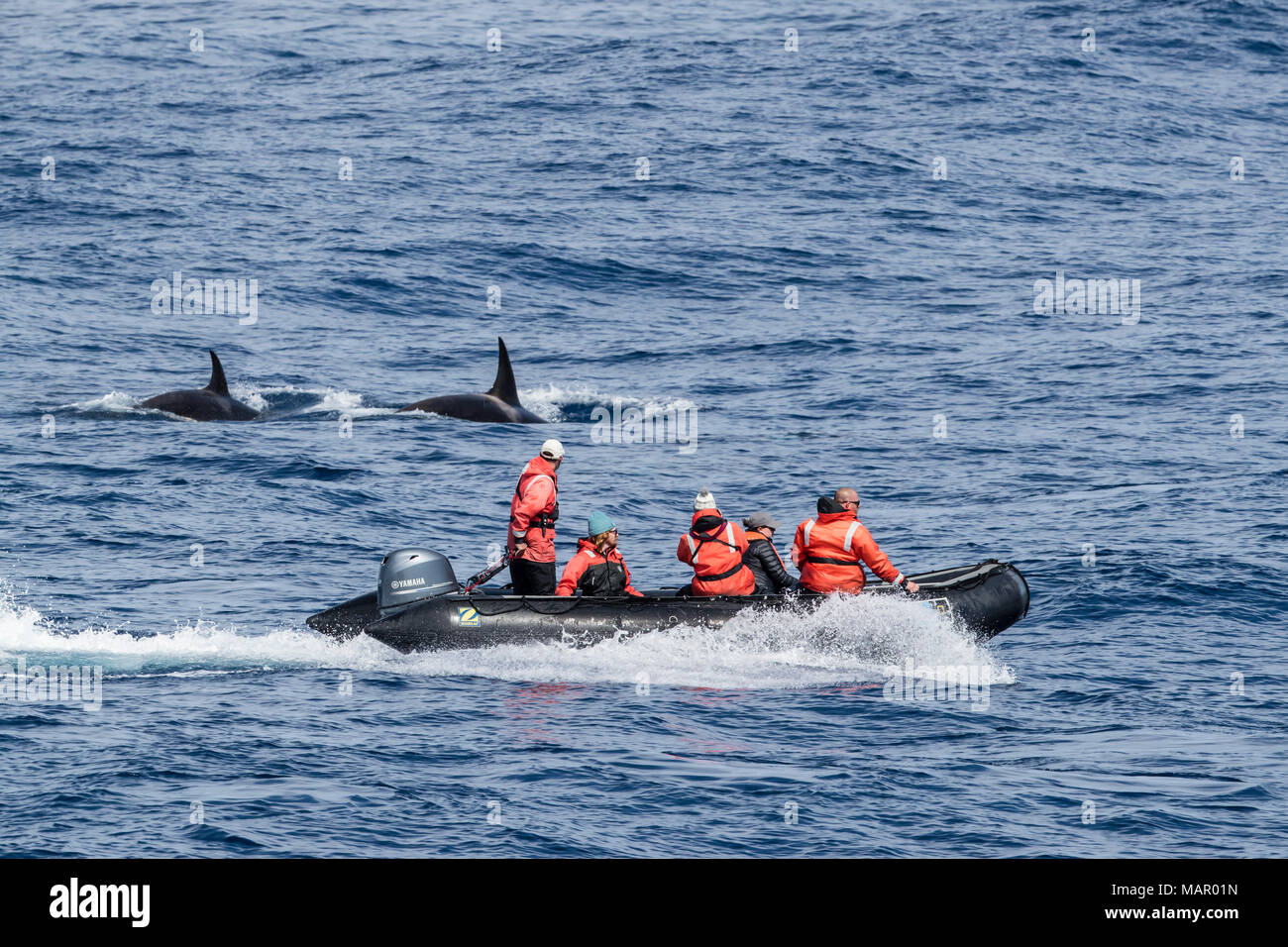 Zodiac nei pressi di tipo D (sub-Antartide) balena killer (Orcinus orca), nel passaggio di Drake, Antartide, regioni polari Foto Stock