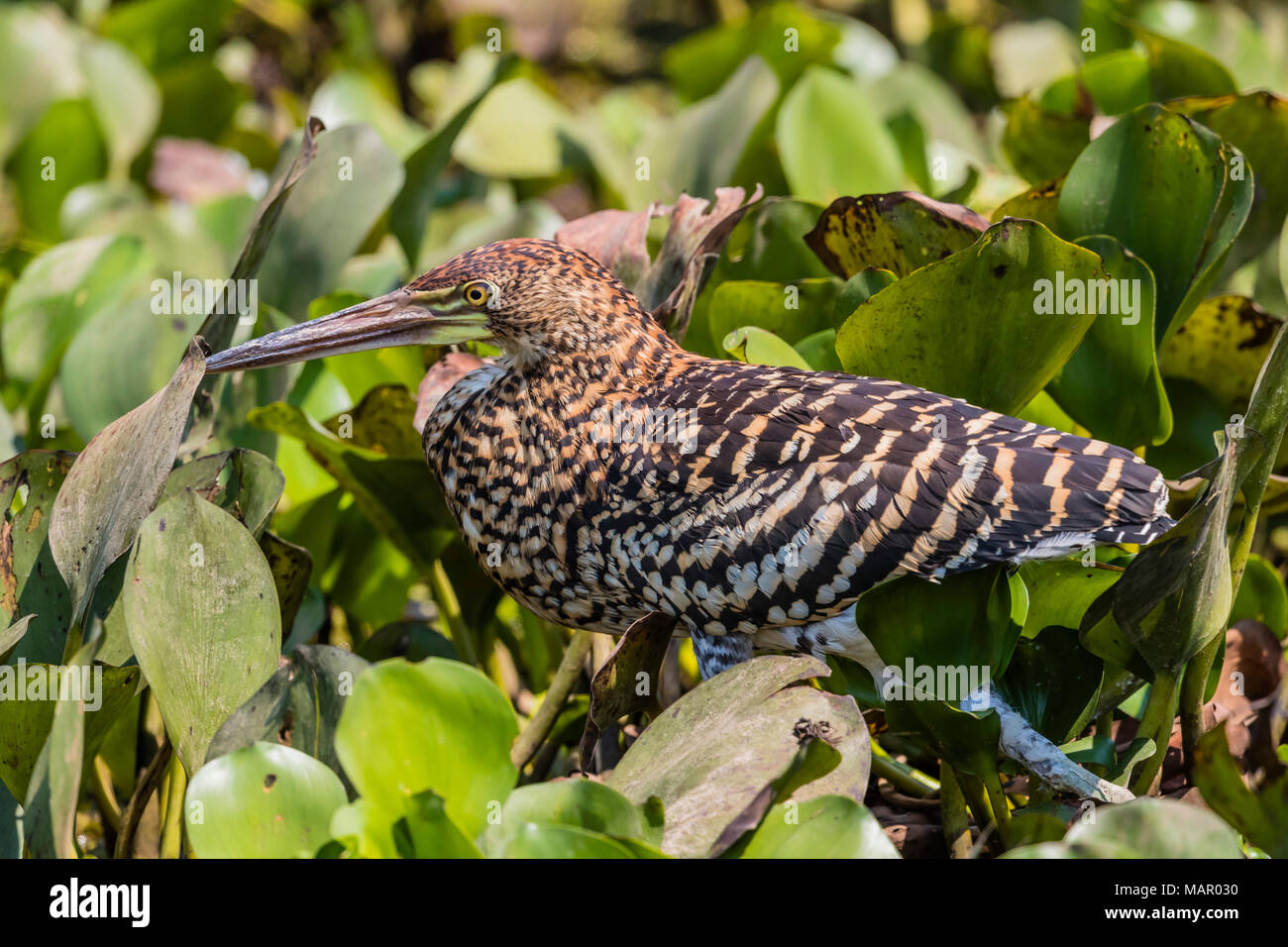 Un bambino rufescent tiger heron (Tigrisoma lineatum), Pouso Alegre Fazenda, Brasile, Sud America Foto Stock