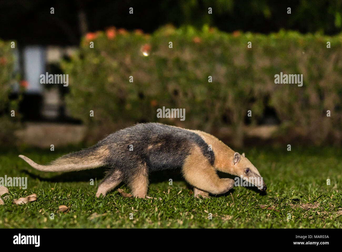 Un adulto Southern Tamandua (Tamandua tetradactyla), di notte, Pousado Rio Claro, Brasile, Sud America Foto Stock