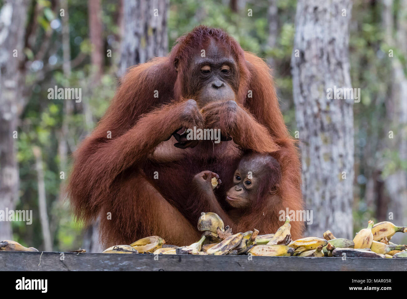 La madre e il bambino Bornean orangutan (Pongo pygmaeus), Buluh Kecil River, Borneo, Indonesia, Asia sud-orientale, Asia Foto Stock
