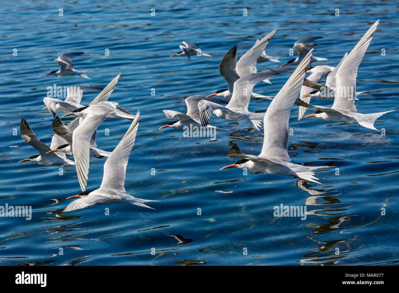 Elegante sterne (Thalasseus elegans) in volo a colonia di allevamento su Isla Rasa, Baja California, Messico, America del Nord Foto Stock