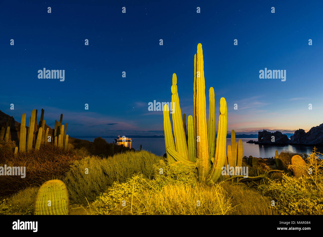 Il gigante messicano cardon (Pachycereus Pringlei) di notte, Isla Santa Catalina, Baja California Sur, Messico, America del Nord Foto Stock