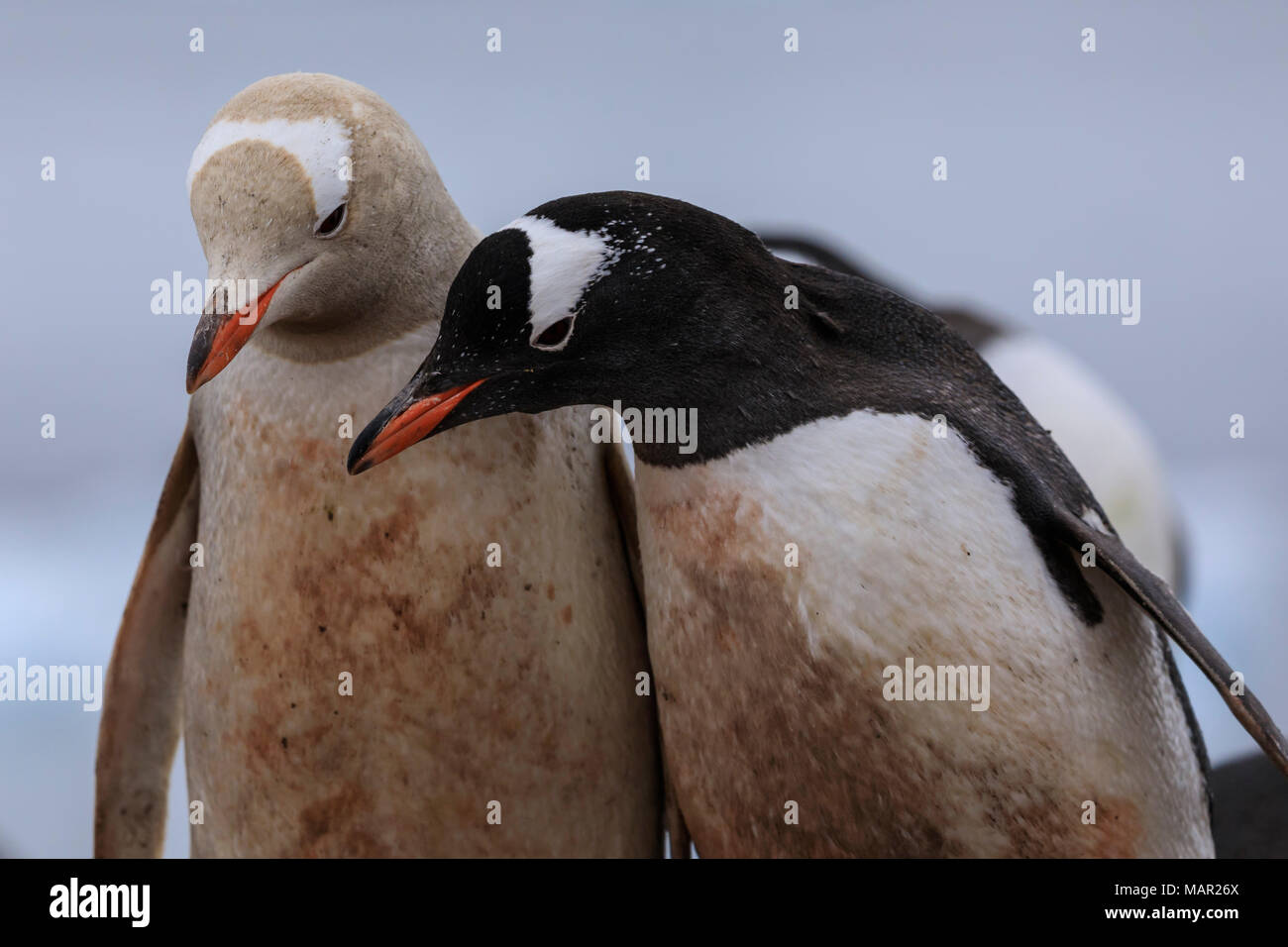 Leucistic rari pinguini Gentoo (Pygoscelis papua) contrasta con un altro gentoo, vaporetto punto, Paradise Bay, Antartide, regioni polari Foto Stock