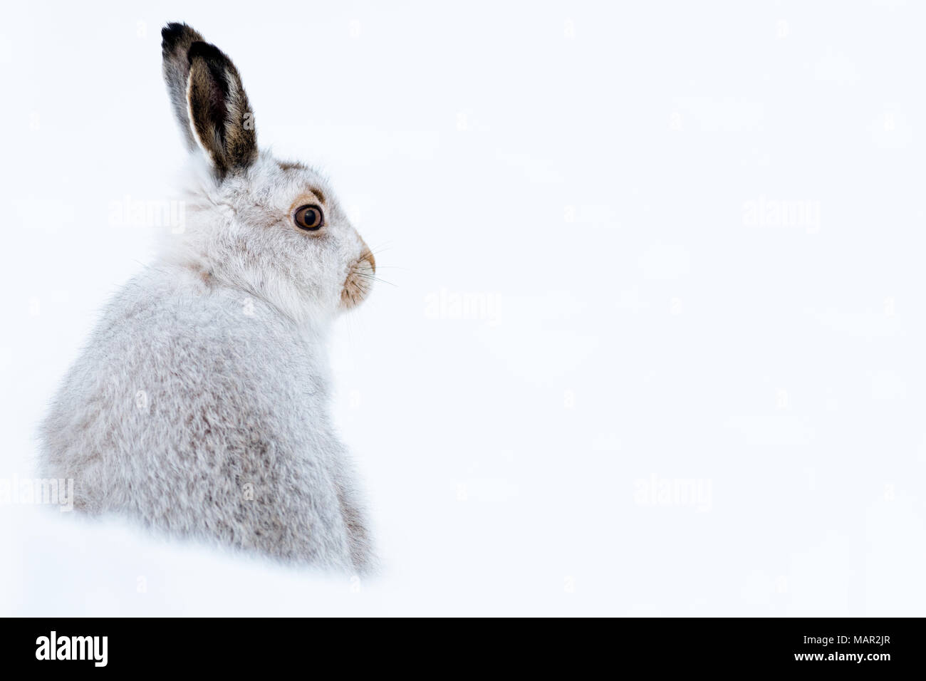 La lepre bianca verticale (Lepus timidus) in inverno la neve, Highlands scozzesi, Scotland, Regno Unito, Europa Foto Stock