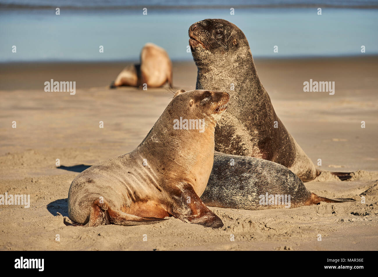 Un maschio di Nuova Zelanda Sea Lion (Hooker's sea lion) custodisce i capretti femmine della specie sulla spiaggia Allans, Penisola di Otago, Otago, Isola del Sud, nuovo zelo Foto Stock